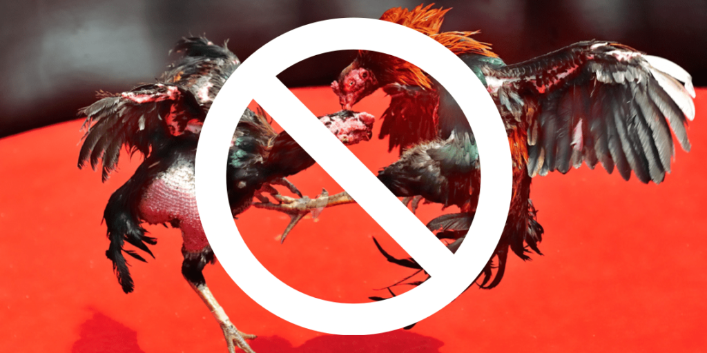 Issues uncovered in Senate hearings reinforce need to ban e-sabong